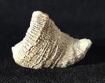 Placosmilia vidali (MALLADA 1892) - Bild © FossNet FossilienStore